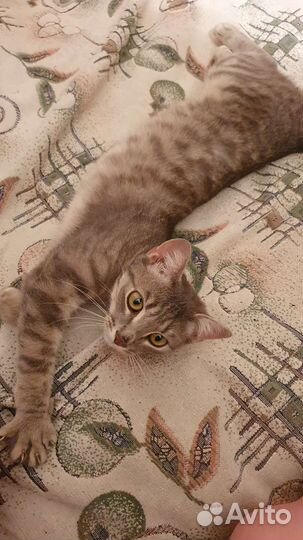 Молоденький котик в дар