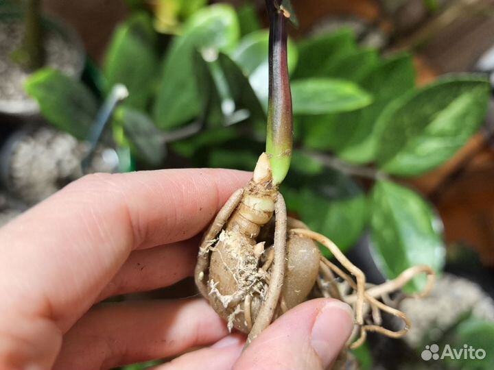 Замиокулькас вариегатный Big round leaf Black var