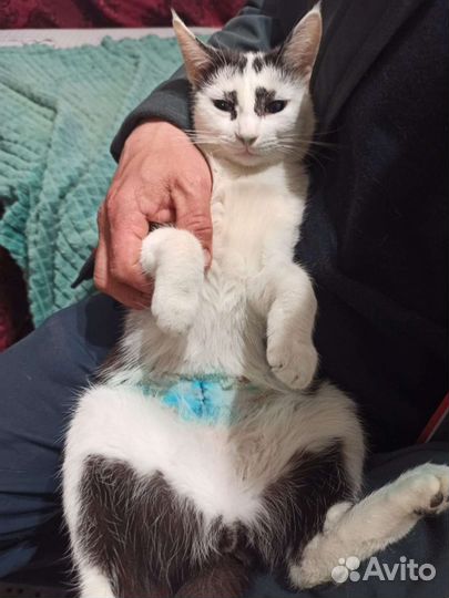 Кошка в дар бесплатно