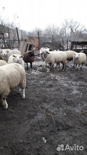 Овцы породы тексель и суффолк