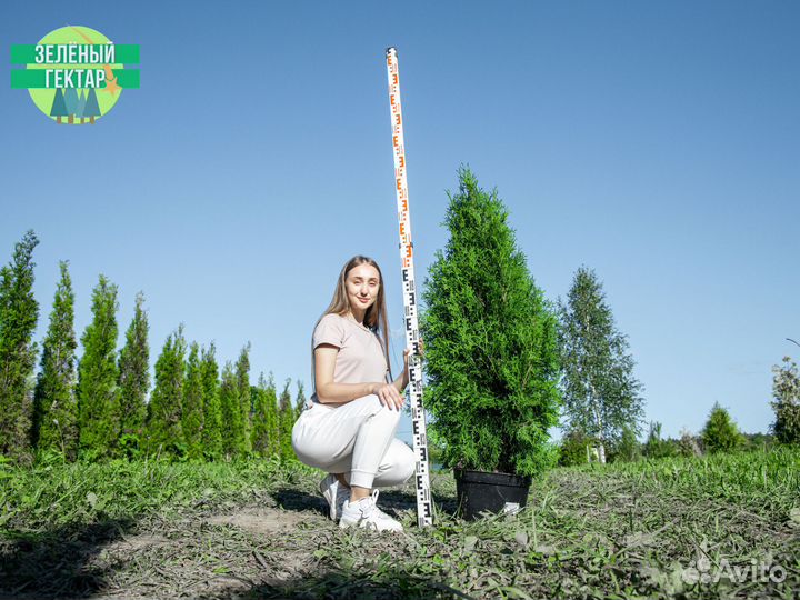 Туи колумна 1,2 м свежая копка 2023