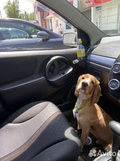 Русский спаниель