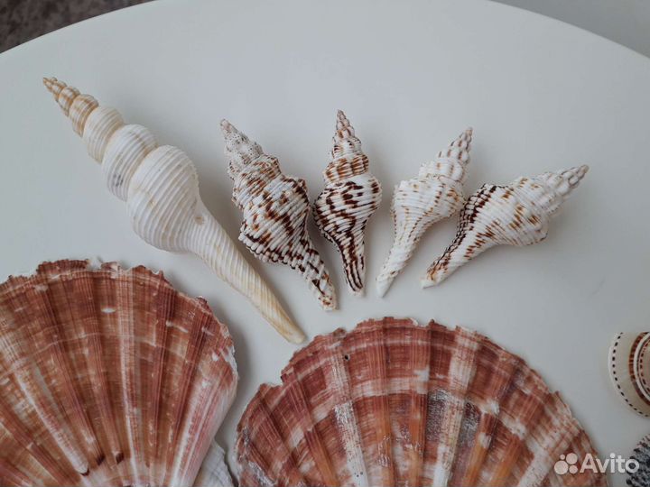 Морские ракушки