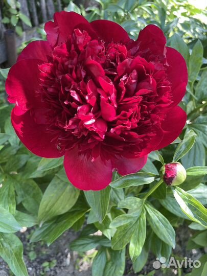 Пион Ред Чарм (взрослый куст)