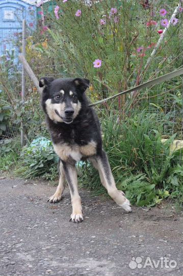 Трусливая Зося