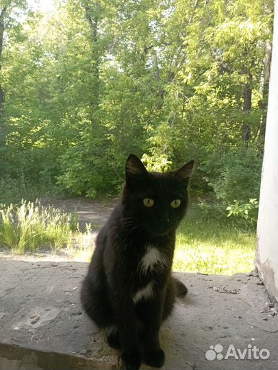 Отдам в добрые руки