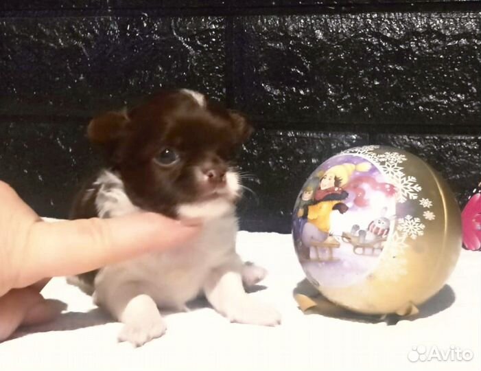 Чихуахуа мини девочка