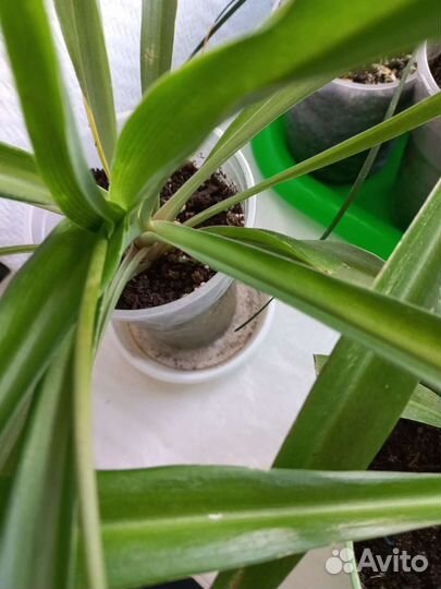 Хлорофитум