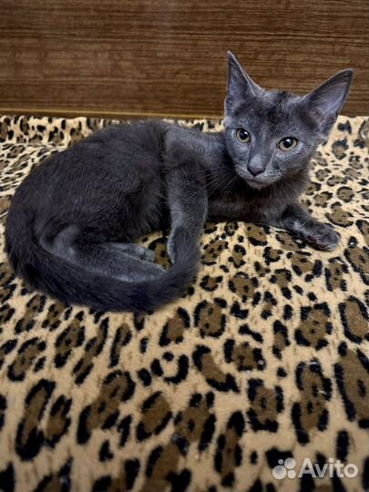 Русская голубая