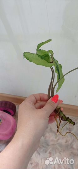 Сингониум 3 короля