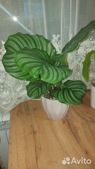 Калатея Орбифолия