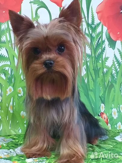 Йоркширские терьеры для вязки