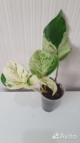 Сциндапсус (Эпипремнум)