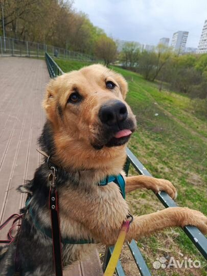 Собака в добрые руки метис алабая