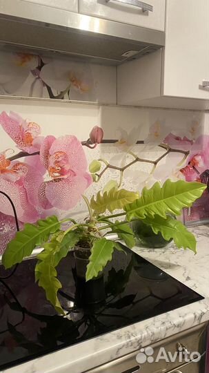 Филодендрон