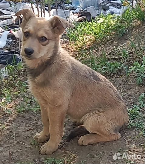 Щенок - девочка в поисках дома