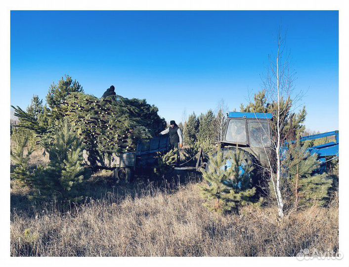 Сосна, ель, пихта, лапник