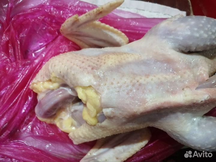Куры бульенки петухи домашние мясо