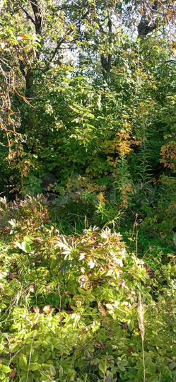 Участок 6,3 сот. (СНТ, ДНП)