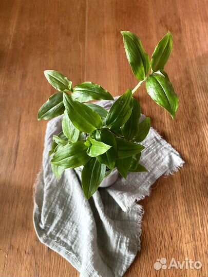 Традесканция