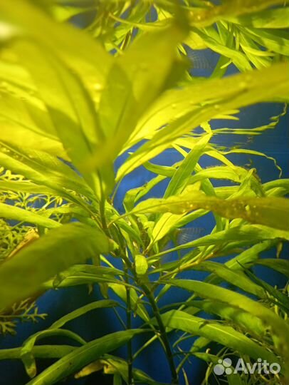 Аквариумные растения