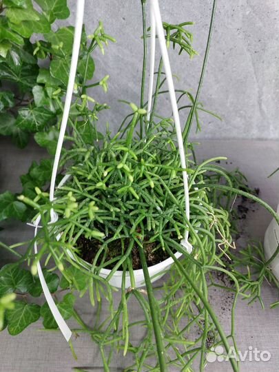 Рипсалис d 15