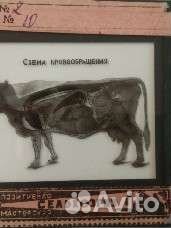Диапозитив ветеринария, 500.0 р за 1 шт