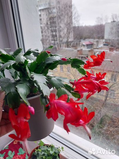 Декабрист шлюмбергера алый