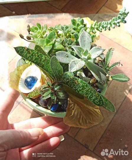 Композиция с суккулентами