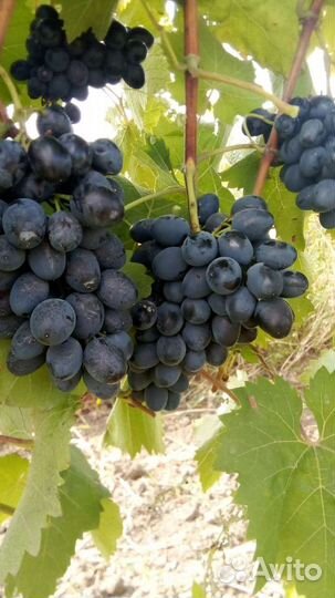 Виноград
