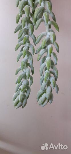 Суккуленты