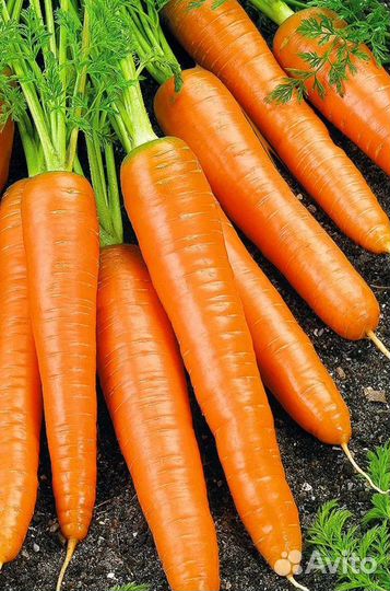 Морковь и свекла