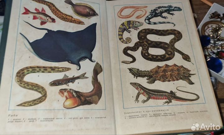 Зоология позвоночных английский для биологов