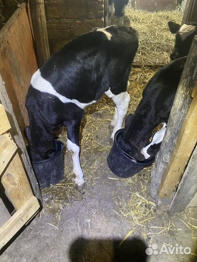 Фермерские бычки