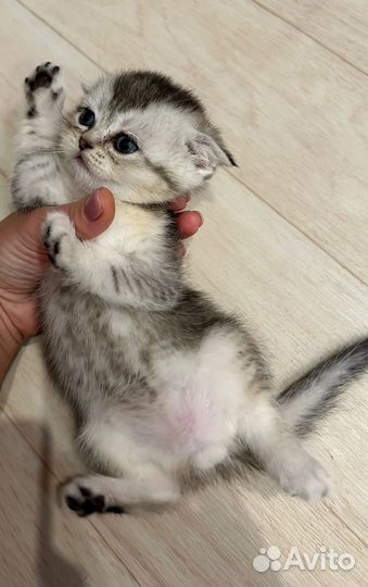 Шиншилла серебро