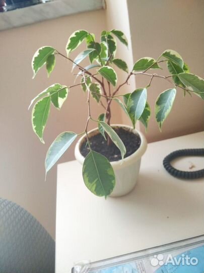 Сингониум и др