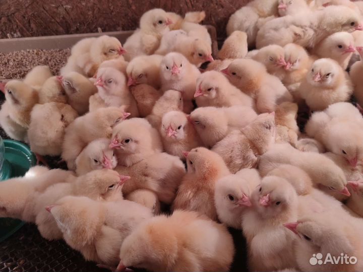 Цыплята бройлеры