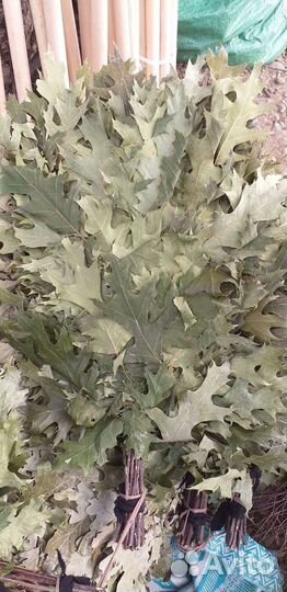 Канадский дуб