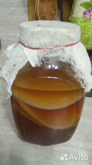 Чайный гриб