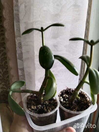 Суккуленты