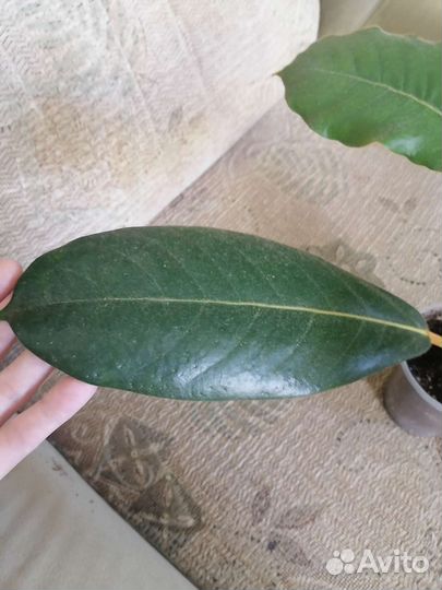 Фикус Велютина