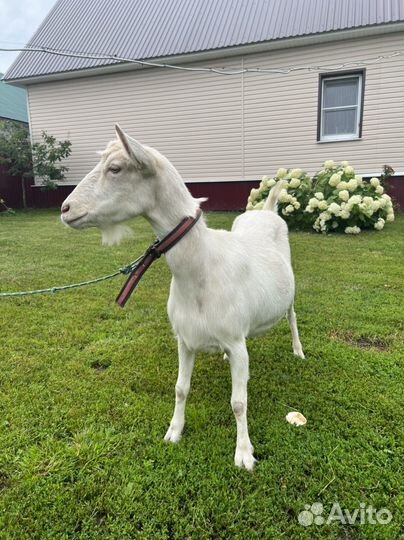 Зааненская коза