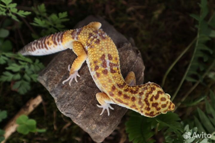 Геккон эублефар