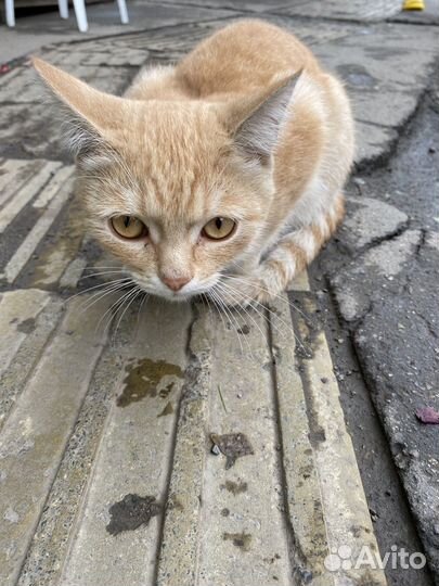 Кот британец