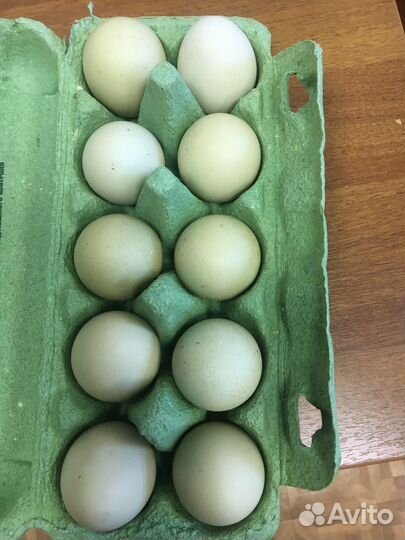 Инкубационное яйцо кур несушек
