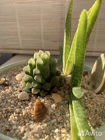 Композиция из суккулентов. Кораллы