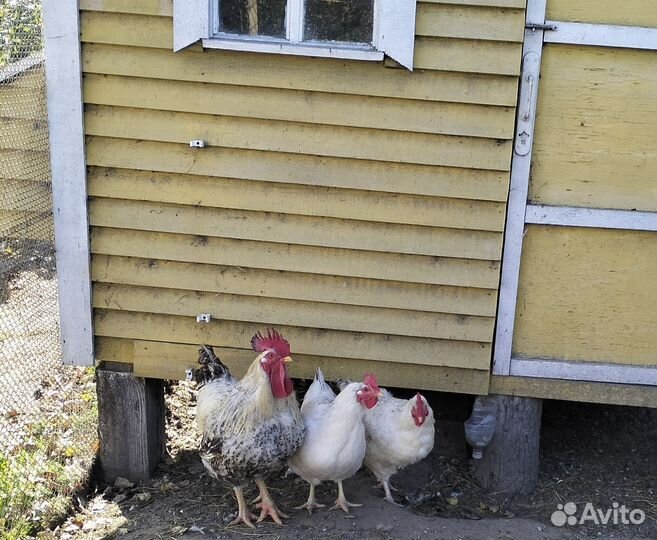 Куры несушки