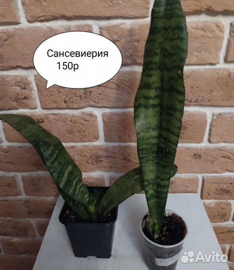 Комнатные цветы/Чайный гриб