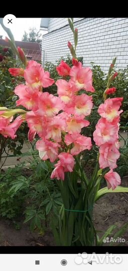 Луковицы гладиолусов, нарциссов и клубни ирисов