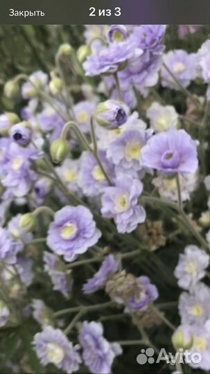 Герань садовая, многолетник